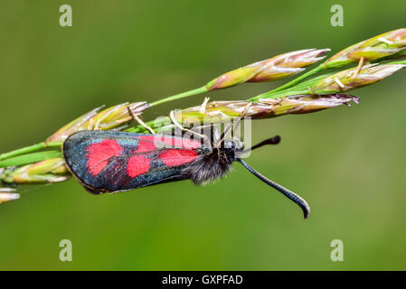 Slender Scotch Burnet Stock Photo