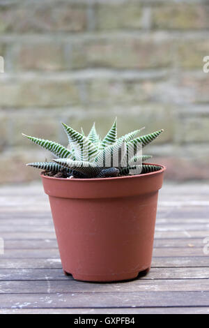 Small succulent plant in a pot Stock Photo