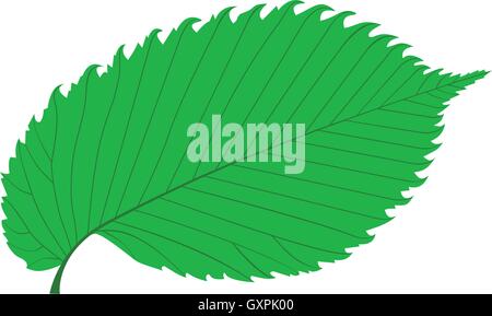 elm, elm leaf, Stock Vector