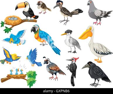 Different kinds of birds set illustration Stock Vector