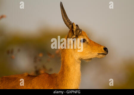 Male Puku (Kobus vardonii) in profile Stock Photo