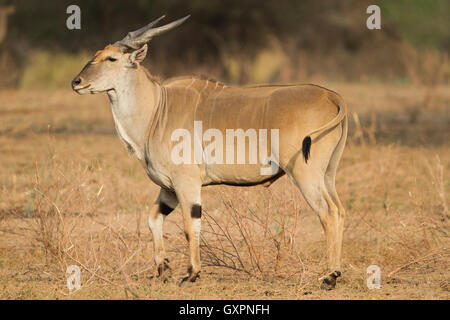 Male Common Eland (Tragelaphus oryx) Stock Photo