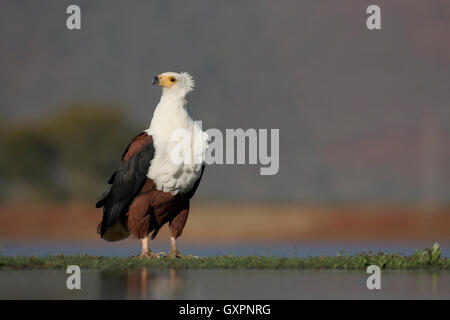 African fish-eagle, Haliaeetus vocifer, single bird by water,  South Africa, August 2016 Stock Photo