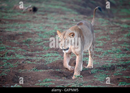 African lion, Panthera leo, single female, South Africa, August 2016 Stock Photo