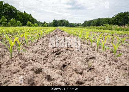 Corn field with rows of maize plants in sandy soil Stock Photo