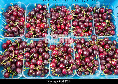 Fruit trays with sweet red cherries in blue crate Stock Photo