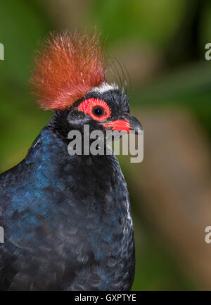 Crested wood partridge (Rollulus rouloul) portrait, captive (native to South-East Asia) Stock Photo