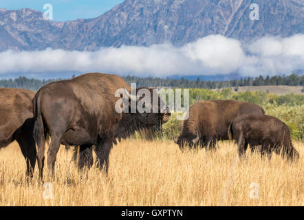 American bison (Bison bison) grazing in highland prairie, Grand Teton National Park, Wyoming, USA Stock Photo