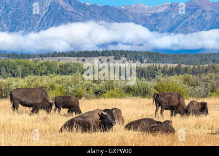 A herd of American bison (Bison bison) in the highland prairie, Grand Teton National Park, Wyoming, USA. Stock Photo