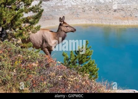 American elk (Cervus canadensis) female near a thermal spring, Yellowstone National Park, Wyoming, USA Stock Photo