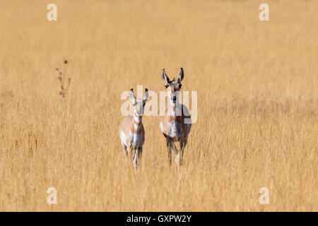 Female and young pronghorns (Antilocapra americana) in the highland prairie, Grand Teton National Park, Wyoming, USA