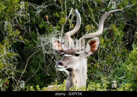 This Side Look - The Greater Kudu is a woodland antelope found throughout eastern and southern Africa. Despite occupying such wi Stock Photo