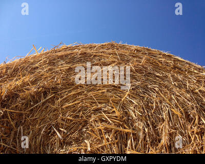 Rolled hay in red metal container and dark blue sky Stock Photo