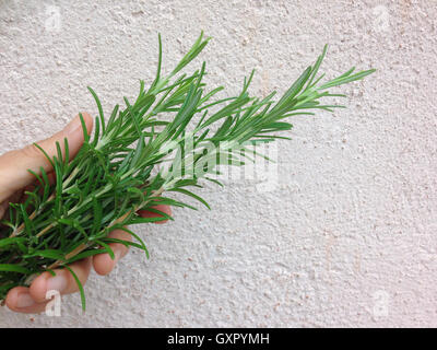 Woman's hand holding rosemary on rustic background wall Stock Photo