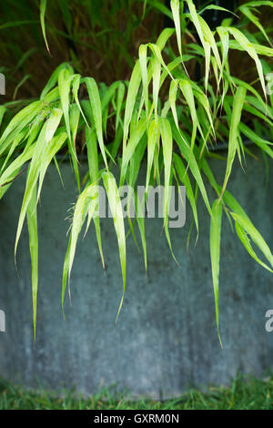 Hakonechloa macra. Ornamental grass in a metal container Stock Photo