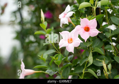 Mandevilla 'cream pink' flowers Stock Photo