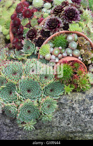 Sempervivum. Houseleek display in flower pots at RHS Wisley Gardens. England Stock Photo