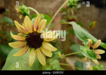 Beautiful bloomed daisy with raindrops in a garden at Bok Tower Gardens National Historic Landmark in Lake Whales, Florida, Untied States. Stock Photo