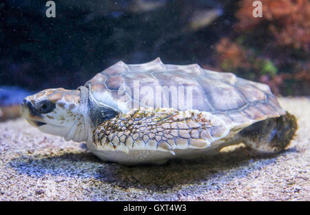 Little sea turtle resting on sandy sea bottom Stock Photo