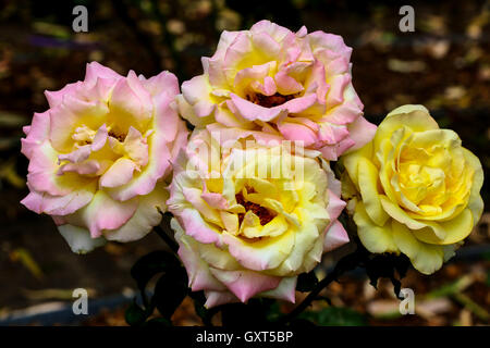 Whtie and yellow roses in a garden Stock Photo