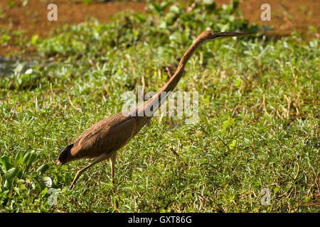 Juvenile Purple Heron (Ardea purpurea) hunting Stock Photo