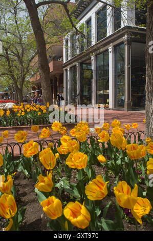 Tulips on Pearl Street Mall During Spring Stock Photo