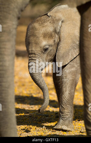 I took this picture in Mana Pools National Park. As is typical of African Elephants (Loxodonta africana), this calf stayed close Stock Photo
