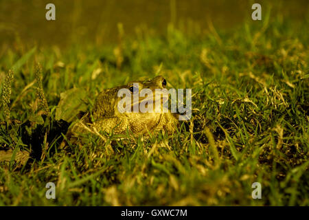 Horizontal portrait of European toad, Bufo bufo, foraging in a garden at night. Stock Photo