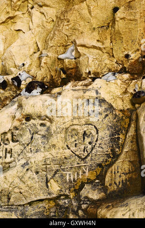 Layers of flint / chert in chalk cliff at Etretat, Upper Normandy ...