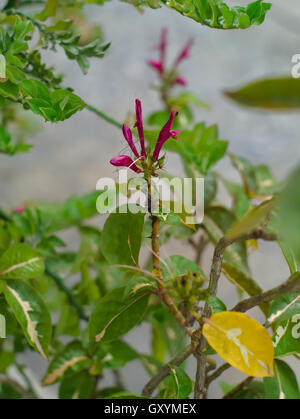 blooming flower of caricature plant or Graptophyllum pictum, a kind of native shrub in New Guinea Stock Photo
