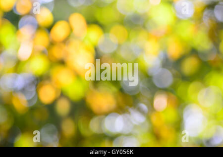 multicolored blurred fall nature background Stock Photo