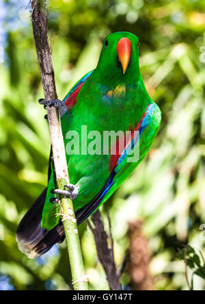 Male Eclectus Parrot  clings to a tree branch Stock Photo