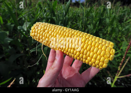 Sweetcorn cob held in a field of maize,Cheshire,England,UK