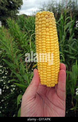 Sweetcorn cob held in a field of maize,Cheshire,England,UK