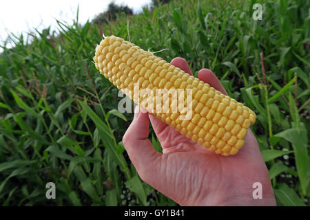 Sweetcorn cob held in a field of maize,Cheshire,England,UK Stock Photo