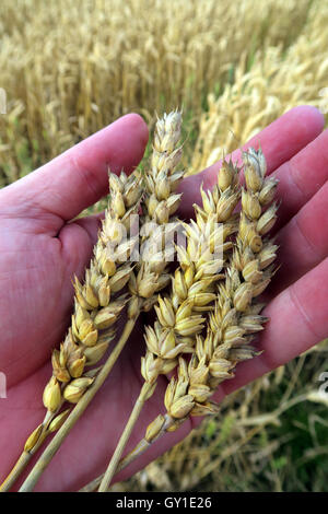 Holding barley in the hand,from a field in summer, Cheshire,England, UK
