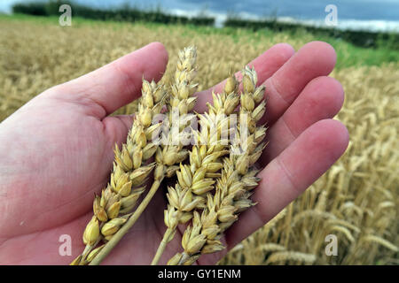 Holding barley in the hand,from a field in summer, Cheshire,England, UK
