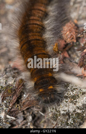 Close-up of fox moth caterpillar (Macrothylacia rubi larva) Stock Photo