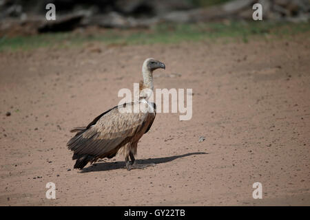 African white-backed vulture, Gyps africanus, single bird on floor, South Africa, August 2016