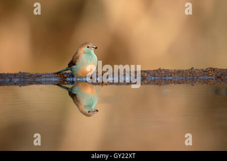 Blue waxbill or blue-breasted cordon-bleu, Uraeginthus angolensis, single bird at water, South Africa, August 2016
