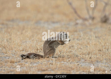 Cape ground-squirrel, Xerus inauris, Single mammal on floor, South Africa, August 2016 Stock Photo