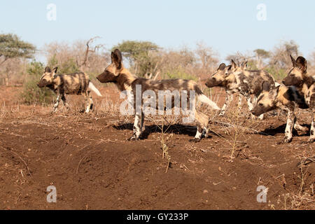African cape hunting dog, Lycaon pictus, pack of dogs, South Africa, August 2016 Stock Photo