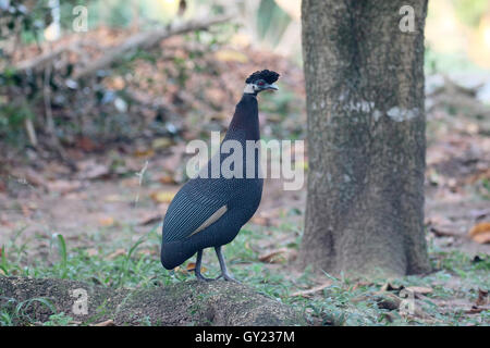 Crested guineafowl, Guttera pucherani, single bird, South Africa, August 2016 Stock Photo