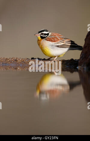 Golden-breasted bunting, Emberiza flaviventris, single bird at water, South Africa, August 2016 Stock Photo