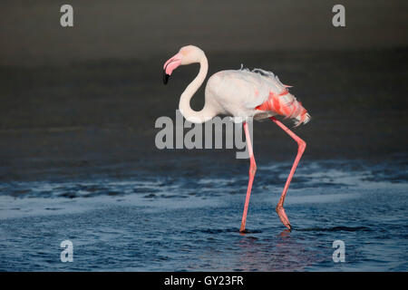 Greater flamingo, Phoenicopterus ruber, single bird in water, Namibia, August 2016 Stock Photo