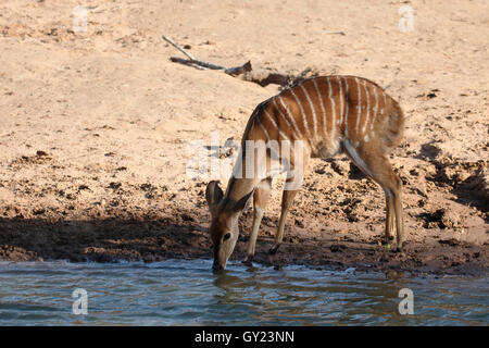 Nyala, Tragelaphus angasii, single female, South Africa, August 2016 Stock Photo