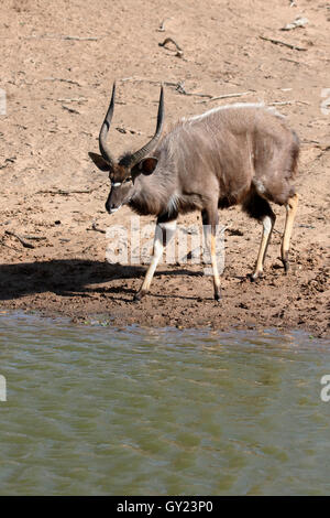 Nyala, Tragelaphus angasii, single male, South Africa, August 2016 Stock Photo