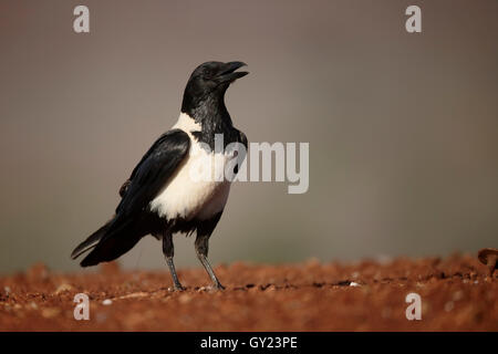 Pied crow, Corvus albus, single bird on ground, South Africa, August 2016 Stock Photo