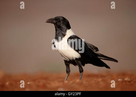 Pied crow, Corvus albus, single bird on ground, South Africa, August 2016 Stock Photo