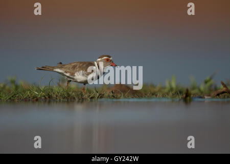 Three-banded plover, Charadrius tricollaris, single bird by water, South Africa, August 2016 Stock Photo